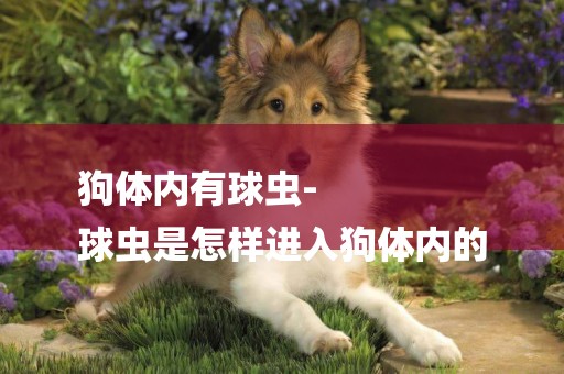 狗體內有球蟲-
球蟲是怎樣進入狗體內的