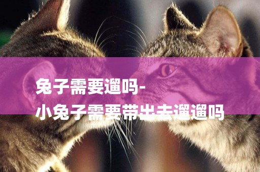 兔子需要遛嗎-
小兔子需要帶出去遛遛嗎
