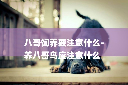 八哥飼養要注意什么-
養八哥鳥應注意什么