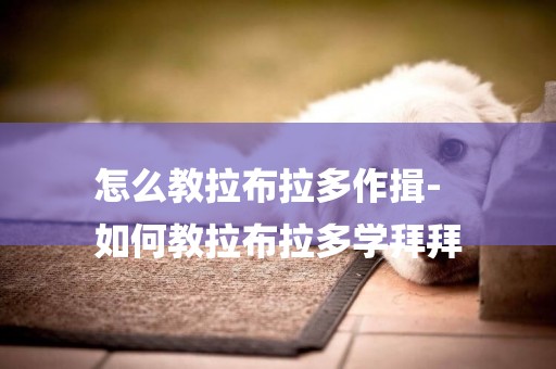 怎么教拉布拉多作揖-
如何教拉布拉多學拜拜