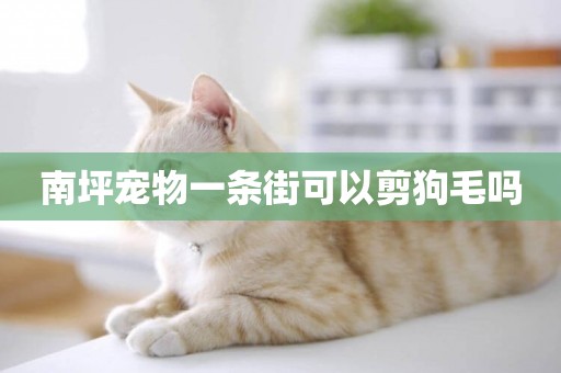 南坪寵物一條街可以剪狗毛嗎
