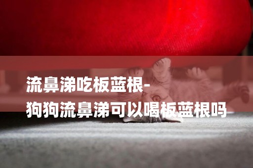流鼻涕吃板藍根-
狗狗流鼻涕可以喝板藍根嗎