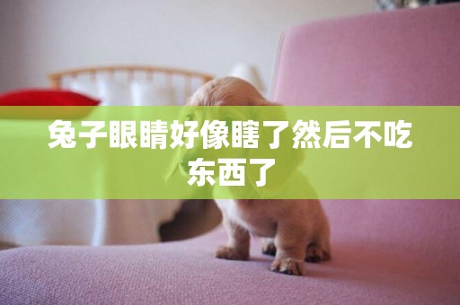 兔子眼睛好像瞎了然后不吃東西了