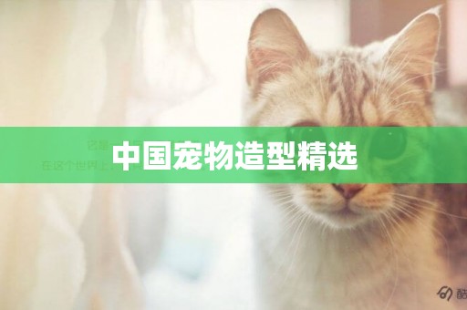 中國寵物造型精選