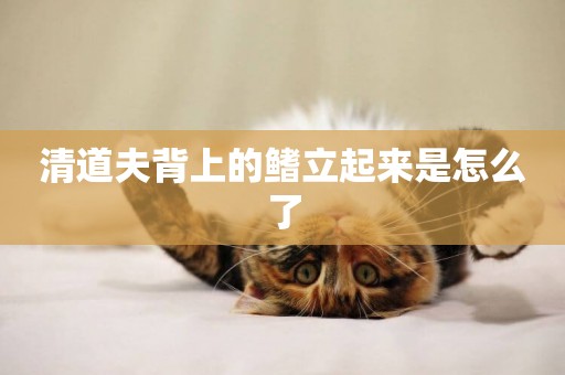 清道夫背上的鰭立起來是怎么了