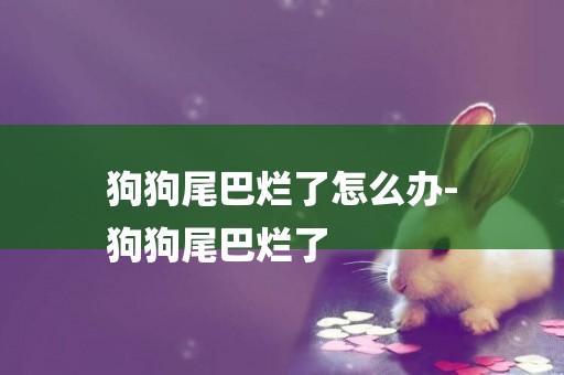 狗狗尾巴爛了怎么辦-
狗狗尾巴爛了