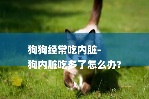 狗狗經常吃內臟-
狗內臟吃多了怎么辦?