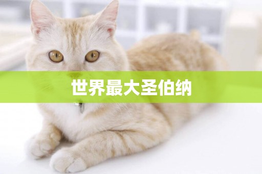 世界最大圣伯納