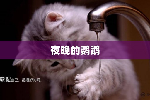 夜晚的鸚鵡