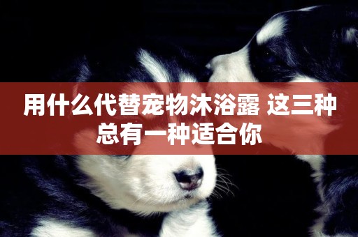 用什么代替寵物沐浴露 這三種總有一種適合你