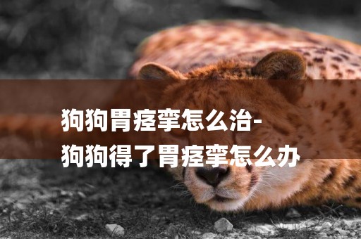 狗狗胃痙攣怎么治-
狗狗得了胃痙攣怎么辦