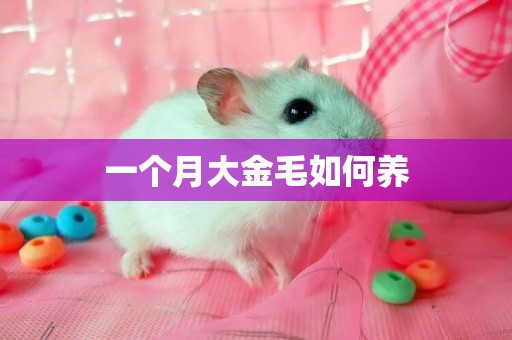 一個月大金毛如何養
