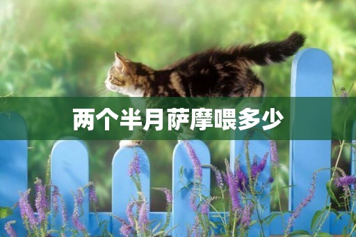 兩個半月薩摩喂多少