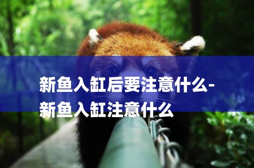 新魚入缸后要注意什么-
新魚入缸注意什么
