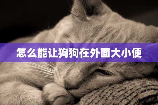 怎么能讓狗狗在外面大小便