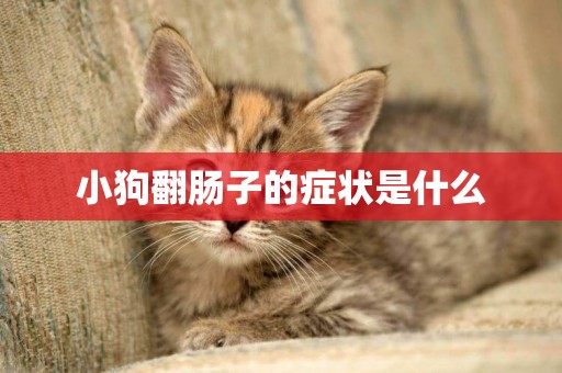小狗翻腸子的癥狀是什么
