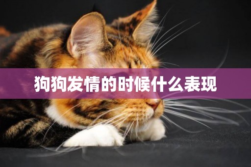 狗狗發情的時候什么表現