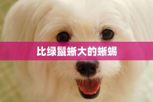 比綠鬣蜥大的蜥蜴