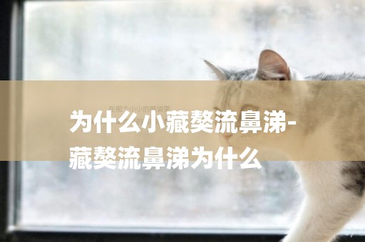 為什么小藏獒流鼻涕-
藏獒流鼻涕為什么