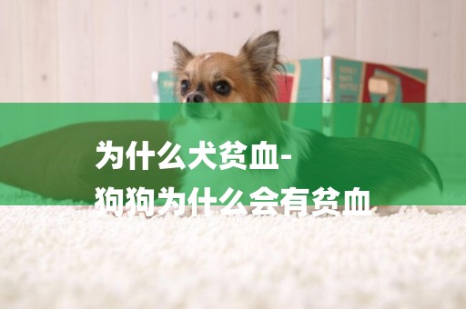 為什么犬貧血-
狗狗為什么會有貧血