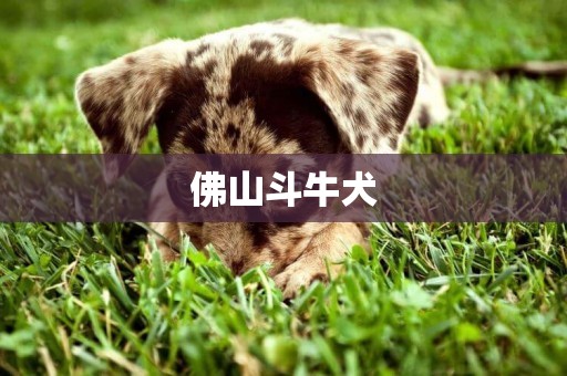 佛山斗牛犬