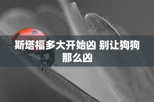 斯塔福多大開始兇 別讓狗狗那么兇