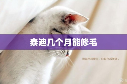 泰迪幾個月能修毛