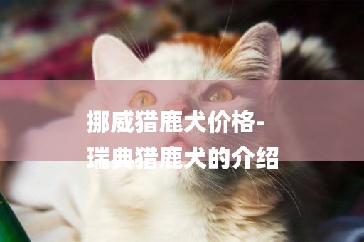 挪威獵鹿犬價格-
瑞典獵鹿犬的介紹