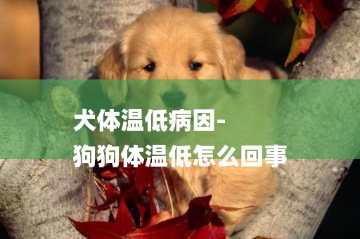 犬體溫低病因-
狗狗體溫低怎么回事