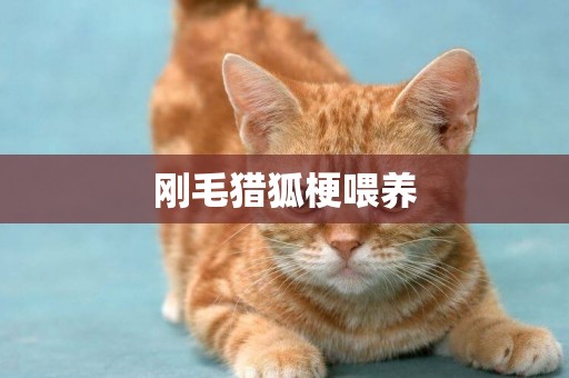 剛毛獵狐梗喂養