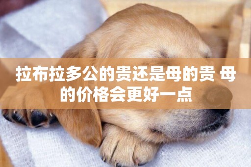 拉布拉多公的貴還是母的貴 母的價格會更好一點