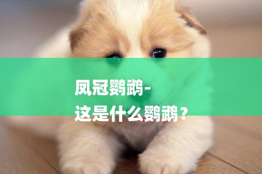 鳳冠鸚鵡-
這是什么鸚鵡？