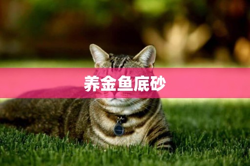 養金魚底砂