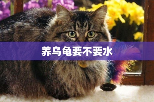 養烏龜要不要水