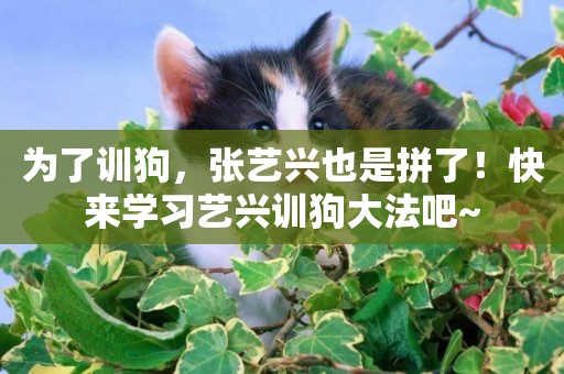 為了訓狗，張藝興也是拼了！快來學習藝興訓狗大法吧~
