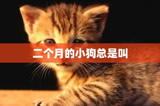 二個月的小狗總是叫