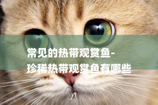 常見的熱帶觀賞魚-
珍稀熱帶觀賞魚有哪些