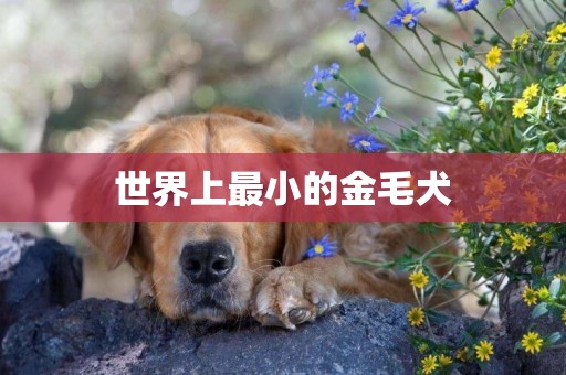 世界上最小的金毛犬