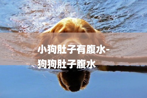 小狗肚子有腹水-
狗狗肚子腹水