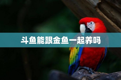斗魚能跟金魚一起養嗎