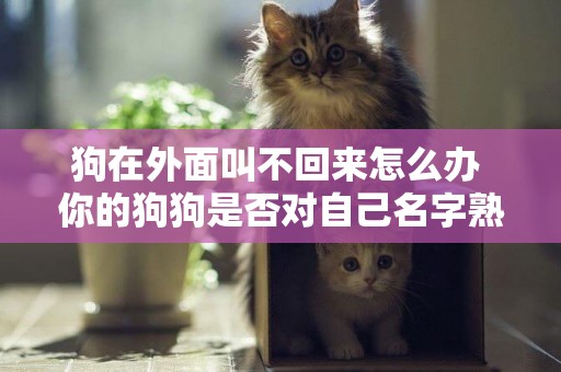 狗在外面叫不回來怎么辦 你的狗狗是否對自己名字熟悉？