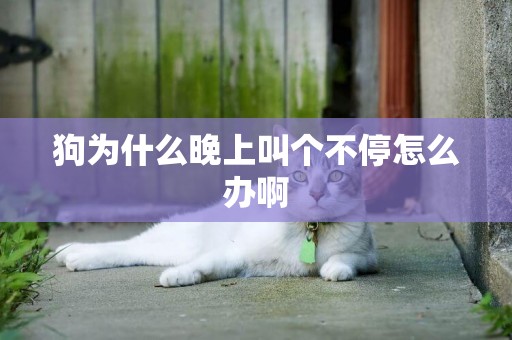 狗為什么晚上叫個不停怎么辦啊