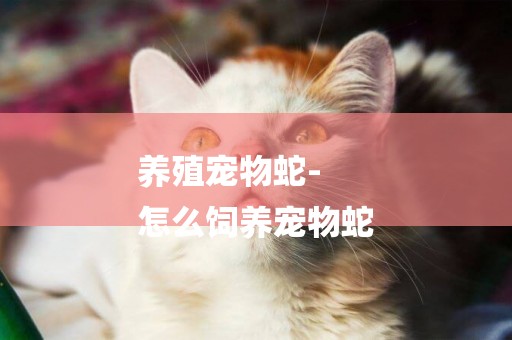 養殖寵物蛇-
怎么飼養寵物蛇
