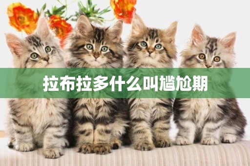 拉布拉多什么叫尷尬期