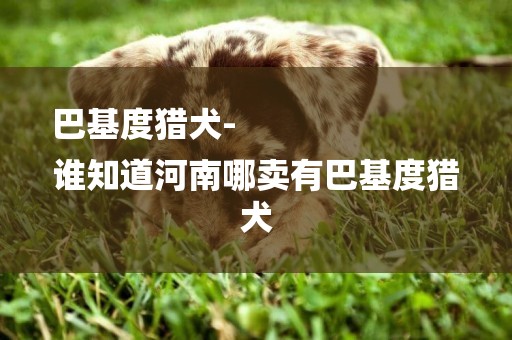 巴基度獵犬-
誰知道河南哪賣有巴基度獵犬