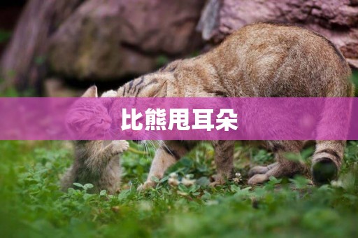 比熊甩耳朵