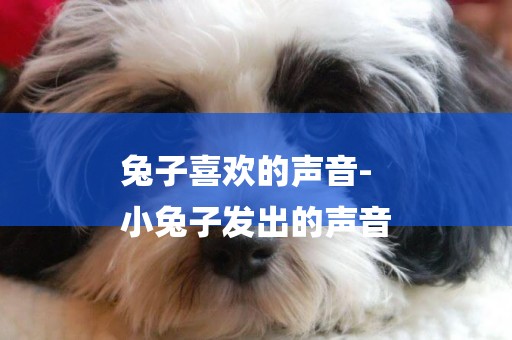 兔子喜歡的聲音-
小兔子發出的聲音