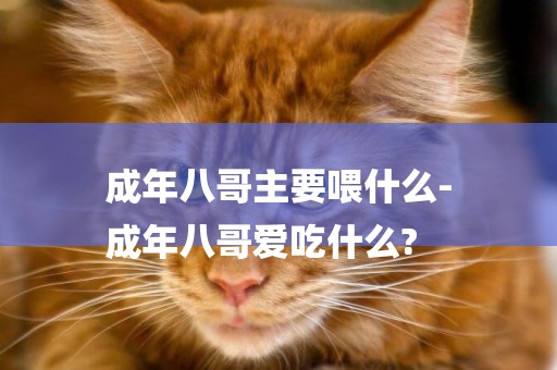 成年八哥主要喂什么-
成年八哥愛吃什么?