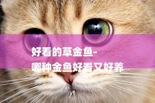 好看的草金魚-
哪種金魚好看又好養