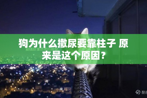 狗為什么撒尿要靠柱子 原來是這個原因？
